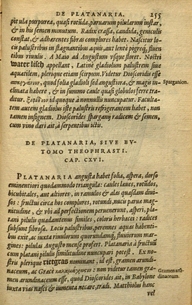 An illustration from Frumentorum, Leguminum, palustrium et aquatilium herbarum,ac eorum, quae eo? pertinent, historia? Remberto Dodonaeo Mechliniensi Medico auctore..., 1566, leaf 254