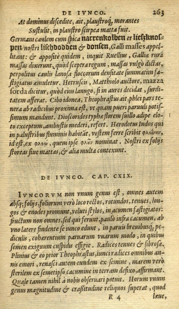 An illustration from Frumentorum, Leguminum, palustrium et aquatilium herbarum,ac eorum, quae eo? pertinent, historia? Remberto Dodonaeo Mechliniensi Medico auctore..., 1566, leaf 262