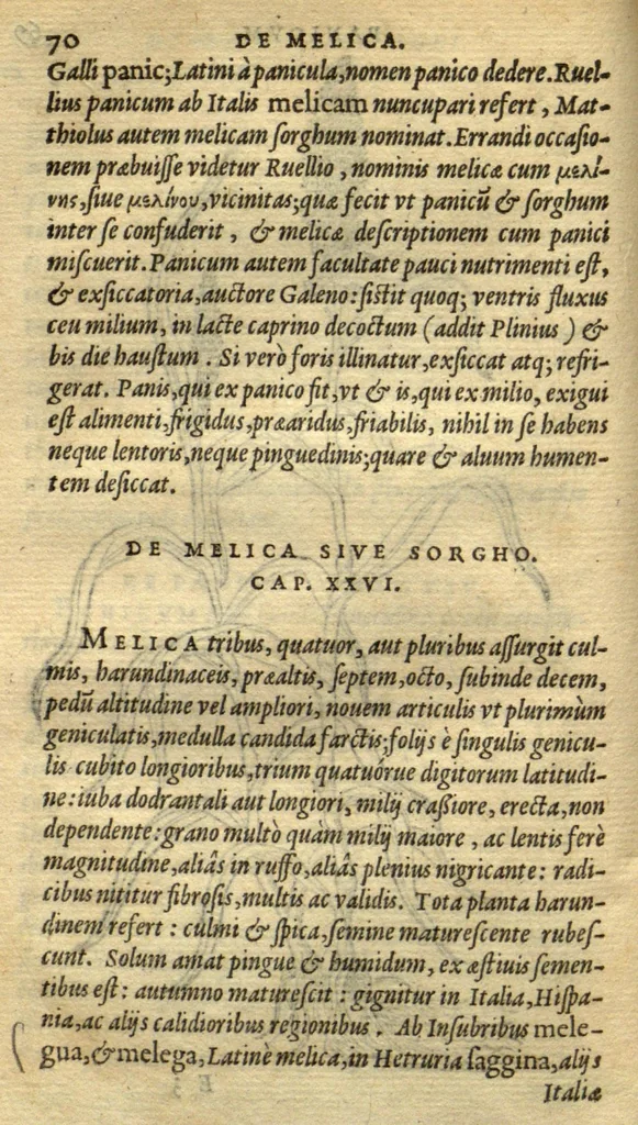 An illustration from Frumentorum, Leguminum, palustrium et aquatilium herbarum,ac eorum, quae eo? pertinent, historia? Remberto Dodonaeo Mechliniensi Medico auctore..., 1566, leaf 69