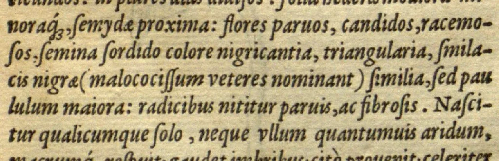 An illustration from Frumentorum, Leguminum, palustrium et aquatilium herbarum,ac eorum, quae eo? pertinent, historia? Remberto Dodonaeo Mechliniensi Medico auctore..., 1566, leaf 78