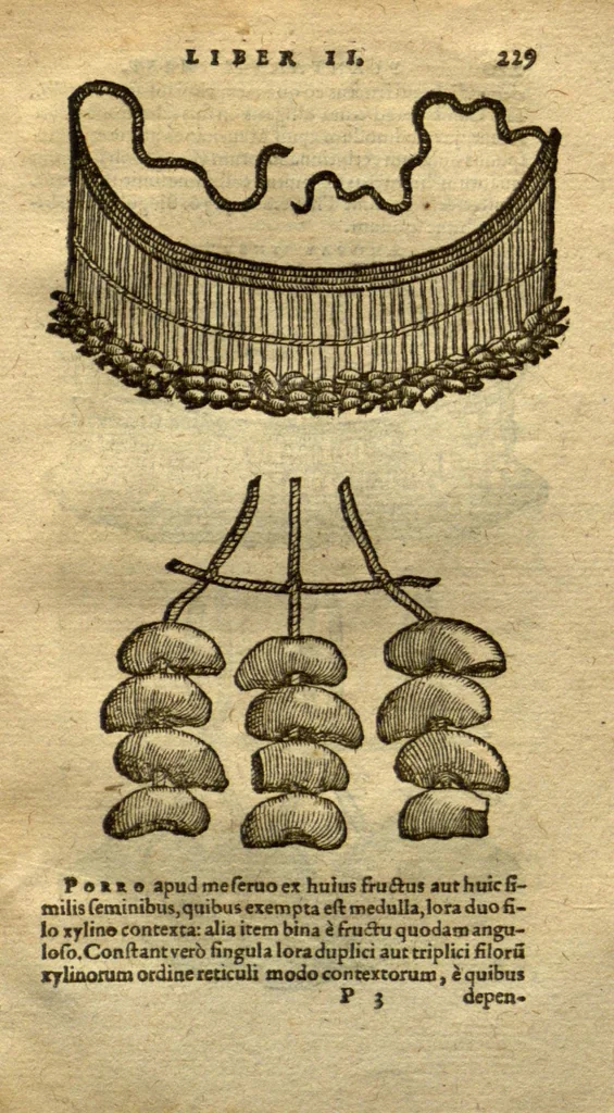 An illustration from Aromatum, et simplicium aliquot medicamentorum apud Indos nascentium historia ?ante biennium quidem Lusitanica linqua per dialogos conscripta /D. Garcia ab Horto, proregis Indie? medico, auctore ? nunc vero? primu?m Latina facta, & in epitomen contracta a? Carolo Clusio Atrebate., 1567, leaf 229