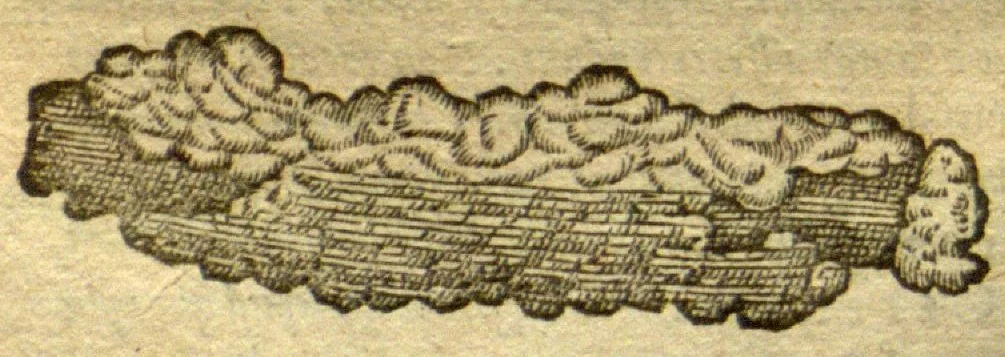 An illustration from Aromatum, et simplicium aliquot medicamentorum apud Indos nascentium historia ?ante biennium quidem Lusitanica linqua per dialogos conscripta /D. Garcia ab Horto, proregis Indie? medico, auctore ? nunc vero? primu?m Latina facta, & in epitomen contracta a? Carolo Clusio Atrebate., 1567, leaf 40