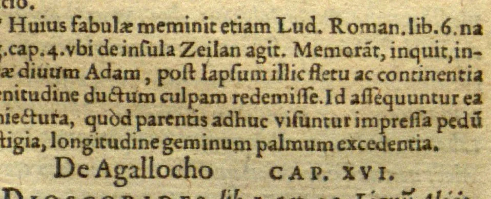 An illustration from Aromatum, et simplicium aliquot medicamentorum apud Indos nascentium historia ?ante biennium quidem Lusitanica linqua per dialogos conscripta /D. Garcia ab Horto, proregis Indie? medico, auctore ? nunc vero? primu?m Latina facta, & in epitomen contracta a? Carolo Clusio Atrebate., 1567, leaf 81