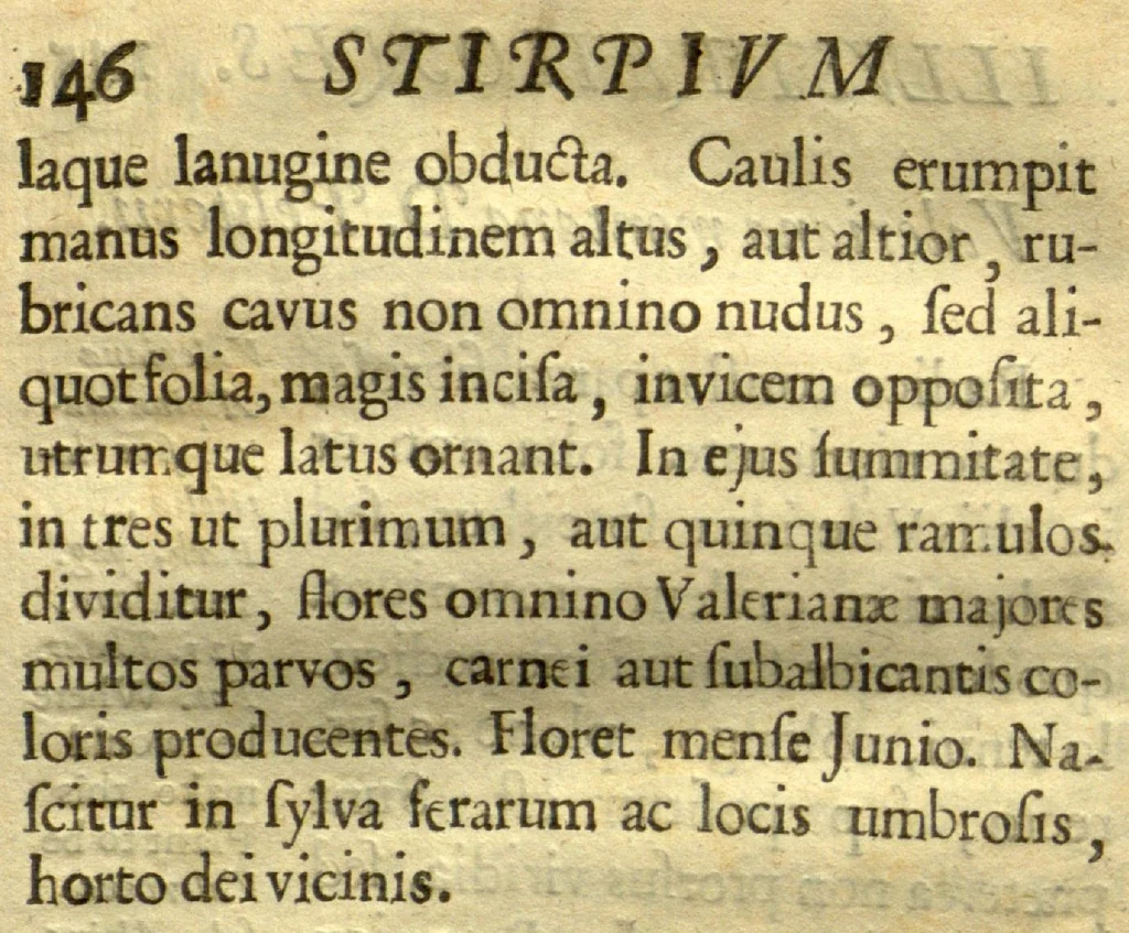 An illustration from Matthiae de L'Obel M.D. Botanographic Regii eximii Stirpium illustrationes ?plurimas elaborantes inauditas plantas, subreptitiis Joh? Parkinsoni rapsodiis (ex codice MS insalutato) sparsim gravatae. Ejusdem adjecta sunt ad calcem Theatri botanici Auaptnuala, Accurante Guil? How, Anglo., 1655, leaf 183