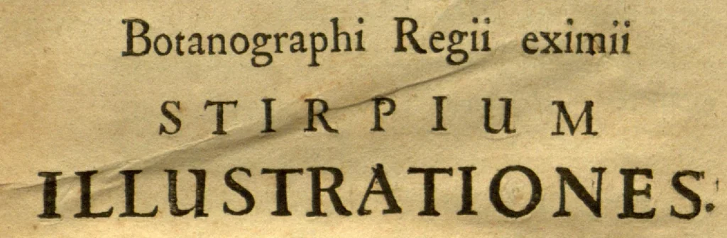 An illustration from Matthiae de L'Obel M.D. Botanographic Regii eximii Stirpium illustrationes ?plurimas elaborantes inauditas plantas, subreptitiis Joh? Parkinsoni rapsodiis (ex codice MS insalutato) sparsim gravatae. Ejusdem adjecta sunt ad calcem Theatri botanici Auaptnuala, Accurante Guil? How, Anglo., 1655, leaf 2