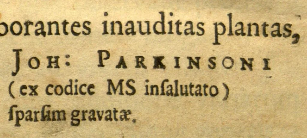 An illustration from Matthiae de L'Obel M.D. Botanographic Regii eximii Stirpium illustrationes ?plurimas elaborantes inauditas plantas, subreptitiis Joh? Parkinsoni rapsodiis (ex codice MS insalutato) sparsim gravatae. Ejusdem adjecta sunt ad calcem Theatri botanici Auaptnuala, Accurante Guil? How, Anglo., 1655, leaf 2
