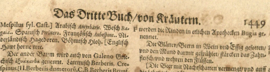 An illustration from New vollkommenlich Kräuter-Buch : mit schönen und künstlichen Figuren aller Gewächs der Baümen, Stauden und Kräutern...:das erste [-das ander und dritte] Theil darinn viel und mancherley heilsamer Artzeney vor allerley innerlichen und eusserlichen Kranckheiten, beyde der Menschen und des Viehes sampt ihrem nützlichen Gebrauch beschrieben werden.../ durch Iacobum Theodorum Tabernaemontanum... ; das ander und dritte Theil...verbessert durch Hieronymum Bauhinum... ; mit sehr nutzlichen Marginalien, Synonimis, newen Registern und anderm vermehret durch Hieronymum Bauhinum..., 1664, leaf 135