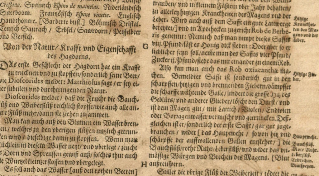 An illustration from New vollkommenlich Kräuter-Buch : mit schönen und künstlichen Figuren aller Gewächs der Baümen, Stauden und Kräutern...:das erste [-das ander und dritte] Theil darinn viel und mancherley heilsamer Artzeney vor allerley innerlichen und eusserlichen Kranckheiten, beyde der Menschen und des Viehes sampt ihrem nützlichen Gebrauch beschrieben werden.../ durch Iacobum Theodorum Tabernaemontanum... ; das ander und dritte Theil...verbessert durch Hieronymum Bauhinum... ; mit sehr nutzlichen Marginalien, Synonimis, newen Registern und anderm vermehret durch Hieronymum Bauhinum..., 1664, leaf 135