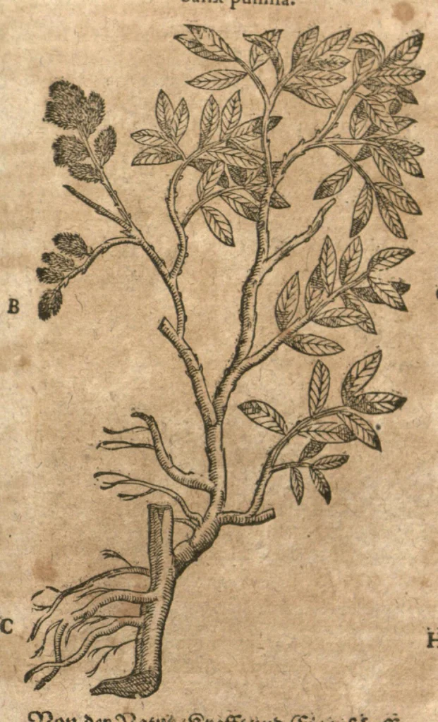 An illustration from New vollkommenlich Kräuter-Buch : mit schönen und künstlichen Figuren aller Gewächs der Baümen, Stauden und Kräutern...:das erste [-das ander und dritte] Theil darinn viel und mancherley heilsamer Artzeney vor allerley innerlichen und eusserlichen Kranckheiten, beyde der Menschen und des Viehes sampt ihrem nützlichen Gebrauch beschrieben werden.../ durch Iacobum Theodorum Tabernaemontanum... ; das ander und dritte Theil...verbessert durch Hieronymum Bauhinum... ; mit sehr nutzlichen Marginalien, Synonimis, newen Registern und anderm vermehret durch Hieronymum Bauhinum..., 1664, leaf 139