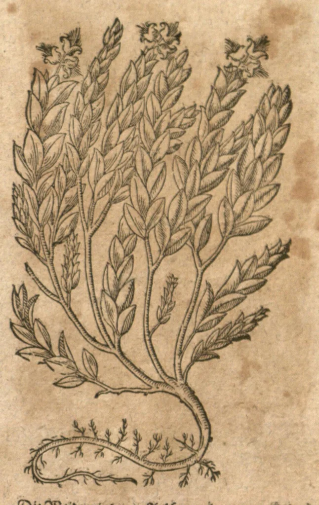 An illustration from New vollkommenlich Kräuter-Buch : mit schönen und künstlichen Figuren aller Gewächs der Baümen, Stauden und Kräutern...:das erste [-das ander und dritte] Theil darinn viel und mancherley heilsamer Artzeney vor allerley innerlichen und eusserlichen Kranckheiten, beyde der Menschen und des Viehes sampt ihrem nützlichen Gebrauch beschrieben werden.../ durch Iacobum Theodorum Tabernaemontanum... ; das ander und dritte Theil...verbessert durch Hieronymum Bauhinum... ; mit sehr nutzlichen Marginalien, Synonimis, newen Registern und anderm vermehret durch Hieronymum Bauhinum..., 1664, leaf 139