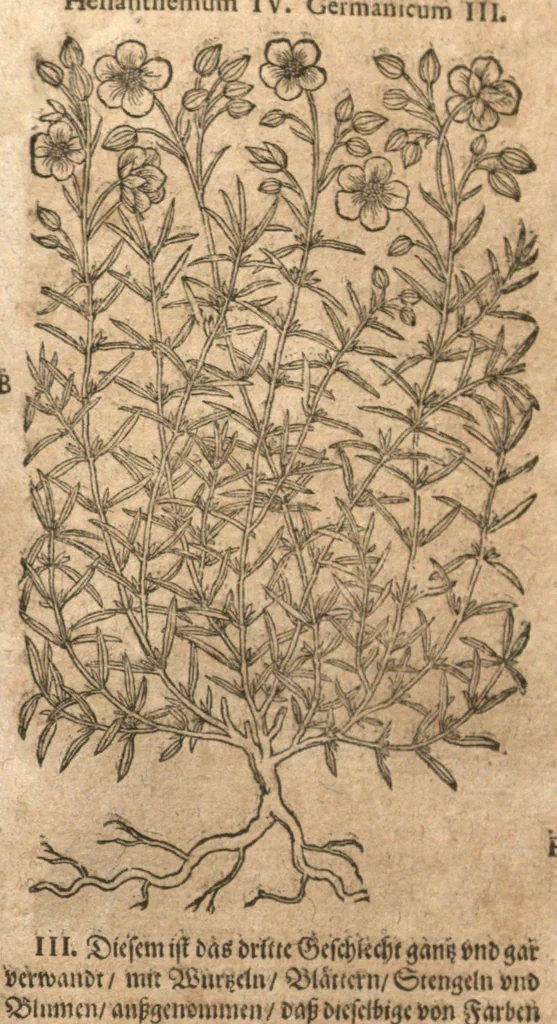 An illustration from New vollkommenlich Kräuter-Buch : mit schönen und künstlichen Figuren aller Gewächs der Baümen, Stauden und Kräutern...:das erste [-das ander und dritte] Theil darinn viel und mancherley heilsamer Artzeney vor allerley innerlichen und eusserlichen Kranckheiten, beyde der Menschen und des Viehes sampt ihrem nützlichen Gebrauch beschrieben werden.../ durch Iacobum Theodorum Tabernaemontanum... ; das ander und dritte Theil...verbessert durch Hieronymum Bauhinum... ; mit sehr nutzlichen Marginalien, Synonimis, newen Registern und anderm vermehret durch Hieronymum Bauhinum..., 1664, leaf 161