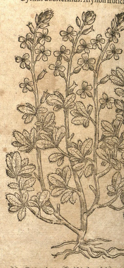An illustration from New vollkommenlich Kräuter-Buch : mit schönen und künstlichen Figuren aller Gewächs der Baümen, Stauden und Kräutern...:das erste [-das ander und dritte] Theil darinn viel und mancherley heilsamer Artzeney vor allerley innerlichen und eusserlichen Kranckheiten, beyde der Menschen und des Viehes sampt ihrem nützlichen Gebrauch beschrieben werden.../ durch Iacobum Theodorum Tabernaemontanum... ; das ander und dritte Theil...verbessert durch Hieronymum Bauhinum... ; mit sehr nutzlichen Marginalien, Synonimis, newen Registern und anderm vermehret durch Hieronymum Bauhinum..., 1664, leaf 194