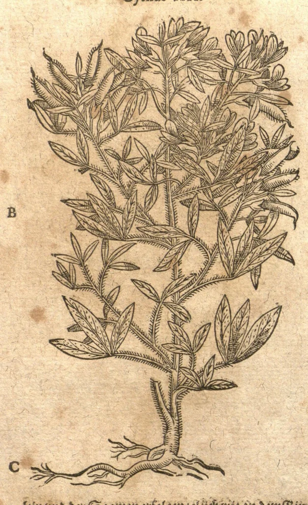 An illustration from New vollkommenlich Kräuter-Buch : mit schönen und künstlichen Figuren aller Gewächs der Baümen, Stauden und Kräutern...:das erste [-das ander und dritte] Theil darinn viel und mancherley heilsamer Artzeney vor allerley innerlichen und eusserlichen Kranckheiten, beyde der Menschen und des Viehes sampt ihrem nützlichen Gebrauch beschrieben werden.../ durch Iacobum Theodorum Tabernaemontanum... ; das ander und dritte Theil...verbessert durch Hieronymum Bauhinum... ; mit sehr nutzlichen Marginalien, Synonimis, newen Registern und anderm vermehret durch Hieronymum Bauhinum..., 1664, leaf 194