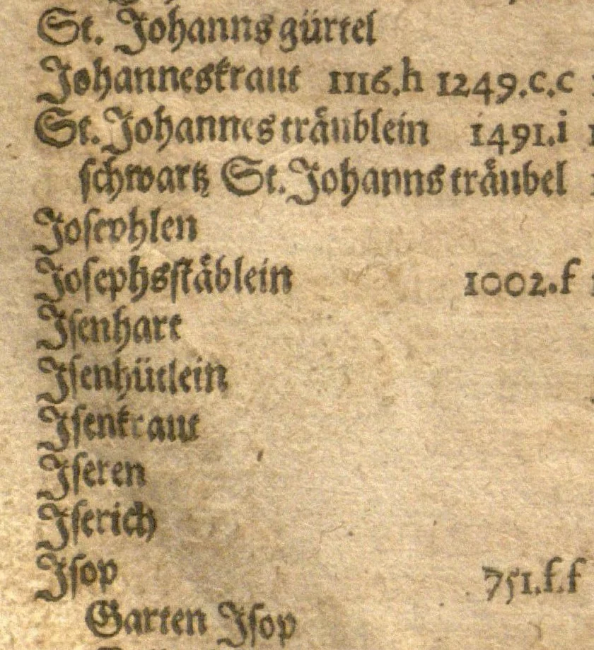 An illustration from New vollkommenlich Kräuter-Buch : mit schönen und künstlichen Figuren aller Gewächs der Baümen, Stauden und Kräutern...:das erste [-das ander und dritte] Theil darinn viel und mancherley heilsamer Artzeney vor allerley innerlichen und eusserlichen Kranckheiten, beyde der Menschen und des Viehes sampt ihrem nützlichen Gebrauch beschrieben werden.../ durch Iacobum Theodorum Tabernaemontanum... ; das ander und dritte Theil...verbessert durch Hieronymum Bauhinum... ; mit sehr nutzlichen Marginalien, Synonimis, newen Registern und anderm vermehret durch Hieronymum Bauhinum..., 1664, leaf 296