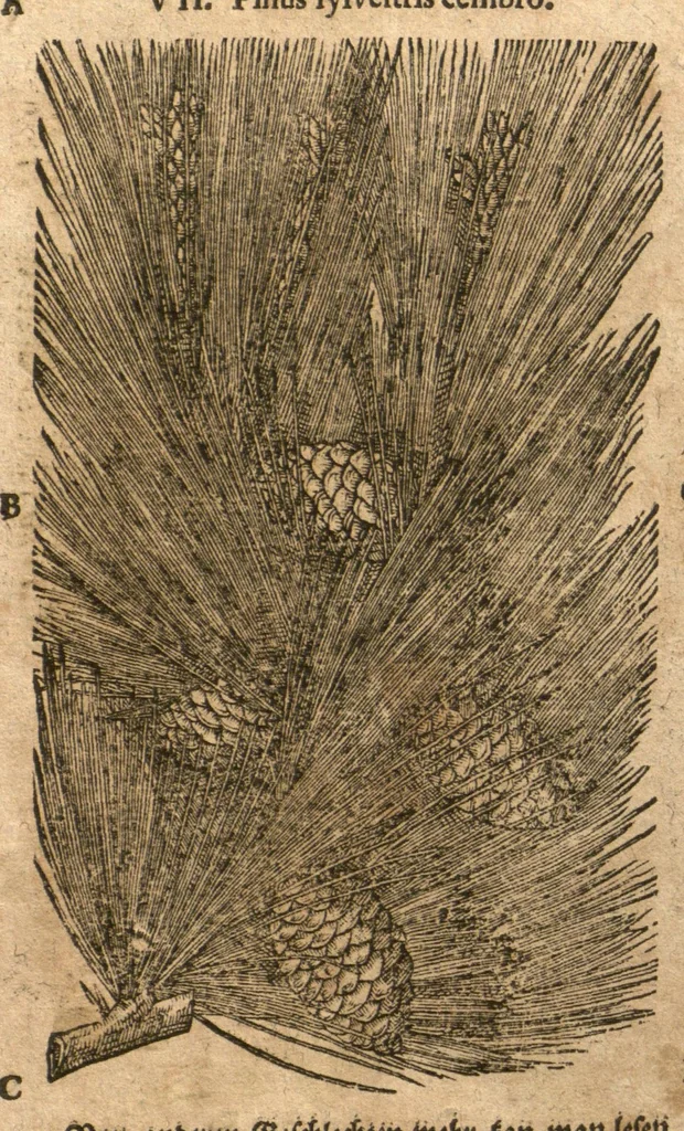 An illustration from New vollkommenlich Kräuter-Buch : mit schönen und künstlichen Figuren aller Gewächs der Baümen, Stauden und Kräutern...:das erste [-das ander und dritte] Theil darinn viel und mancherley heilsamer Artzeney vor allerley innerlichen und eusserlichen Kranckheiten, beyde der Menschen und des Viehes sampt ihrem nützlichen Gebrauch beschrieben werden.../ durch Iacobum Theodorum Tabernaemontanum... ; das ander und dritte Theil...verbessert durch Hieronymum Bauhinum... ; mit sehr nutzlichen Marginalien, Synonimis, newen Registern und anderm vermehret durch Hieronymum Bauhinum..., 1664, leaf 32