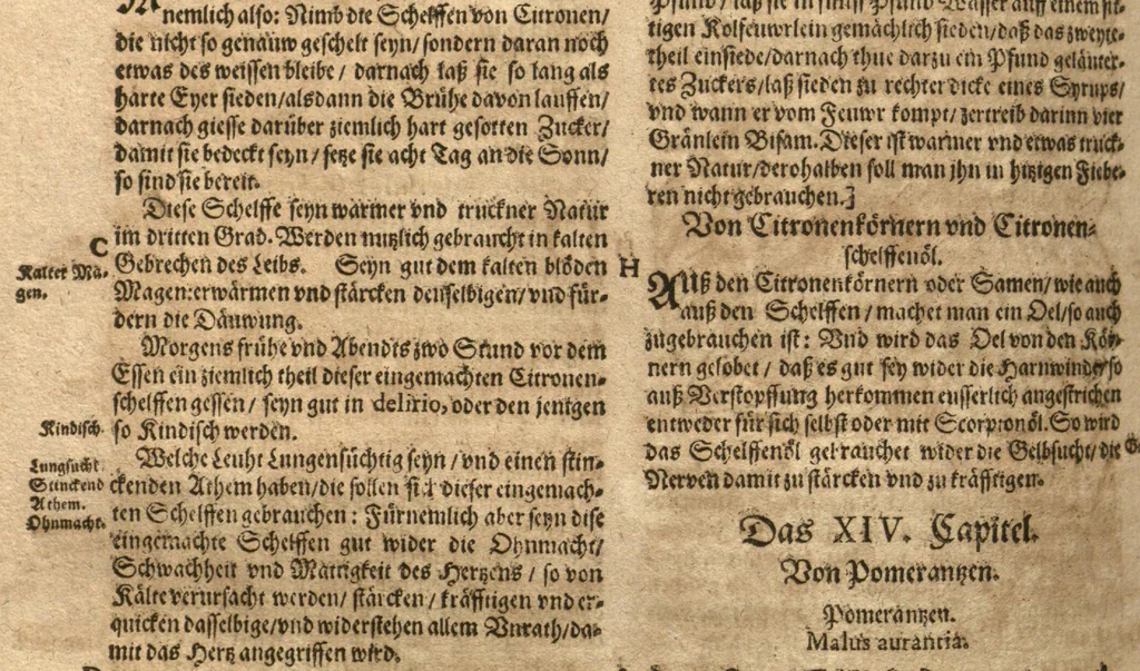 An illustration from New vollkommenlich Kräuter-Buch : mit schönen und künstlichen Figuren aller Gewächs der Baümen, Stauden und Kräutern...:das erste [-das ander und dritte] Theil darinn viel und mancherley heilsamer Artzeney vor allerley innerlichen und eusserlichen Kranckheiten, beyde der Menschen und des Viehes sampt ihrem nützlichen Gebrauch beschrieben werden.../ durch Iacobum Theodorum Tabernaemontanum... ; das ander und dritte Theil...verbessert durch Hieronymum Bauhinum... ; mit sehr nutzlichen Marginalien, Synonimis, newen Registern und anderm vermehret durch Hieronymum Bauhinum..., 1664, leaf 52