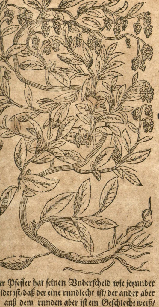An illustration from New vollkommenlich Kräuter-Buch : mit schönen und künstlichen Figuren aller Gewächs der Baümen, Stauden und Kräutern...:das erste [-das ander und dritte] Theil darinn viel und mancherley heilsamer Artzeney vor allerley innerlichen und eusserlichen Kranckheiten, beyde der Menschen und des Viehes sampt ihrem nützlichen Gebrauch beschrieben werden.../ durch Iacobum Theodorum Tabernaemontanum... ; das ander und dritte Theil...verbessert durch Hieronymum Bauhinum... ; mit sehr nutzlichen Marginalien, Synonimis, newen Registern und anderm vermehret durch Hieronymum Bauhinum..., 1664, leaf 7