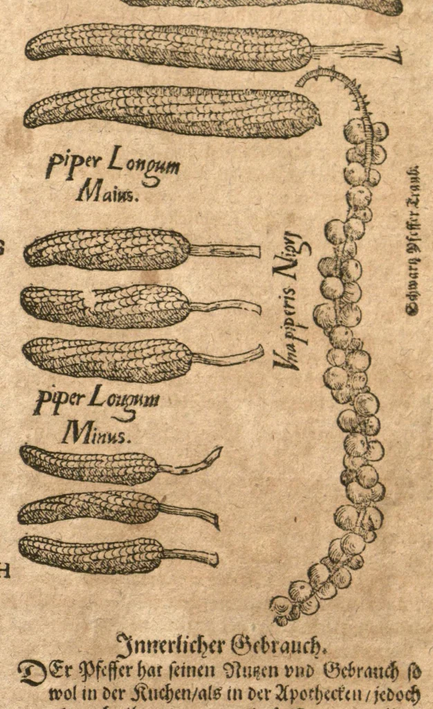 An illustration from New vollkommenlich Kräuter-Buch : mit schönen und künstlichen Figuren aller Gewächs der Baümen, Stauden und Kräutern...:das erste [-das ander und dritte] Theil darinn viel und mancherley heilsamer Artzeney vor allerley innerlichen und eusserlichen Kranckheiten, beyde der Menschen und des Viehes sampt ihrem nützlichen Gebrauch beschrieben werden.../ durch Iacobum Theodorum Tabernaemontanum... ; das ander und dritte Theil...verbessert durch Hieronymum Bauhinum... ; mit sehr nutzlichen Marginalien, Synonimis, newen Registern und anderm vermehret durch Hieronymum Bauhinum..., 1664, leaf 7