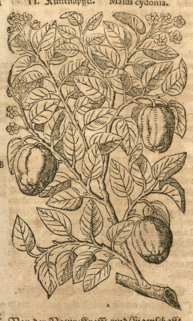 An illustration from New vollkommenlich Kräuter-Buch : mit schönen und künstlichen Figuren aller Gewächs der Baümen, Stauden und Kräutern...:das erste [-das ander und dritte] Theil darinn viel und mancherley heilsamer Artzeney vor allerley innerlichen und eusserlichen Kranckheiten, beyde der Menschen und des Viehes sampt ihrem nützlichen Gebrauch beschrieben werden.../ durch Iacobum Theodorum Tabernaemontanum... ; das ander und dritte Theil...verbessert durch Hieronymum Bauhinum... ; mit sehr nutzlichen Marginalien, Synonimis, newen Registern und anderm vermehret durch Hieronymum Bauhinum..., 1664, leaf 99