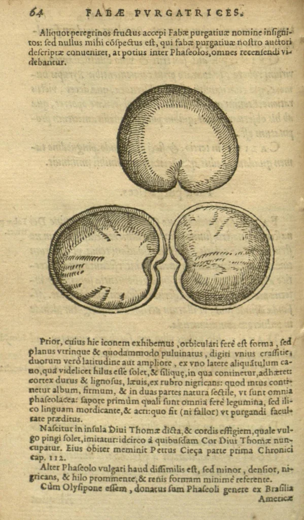 An illustration from De simplicibus medicamentis ex occidentali India delatis quorum in medicina usus est /Auctore Nicolao Monardis.Interprete Carolo Cliusio Atrebate., 1574, leaf 64