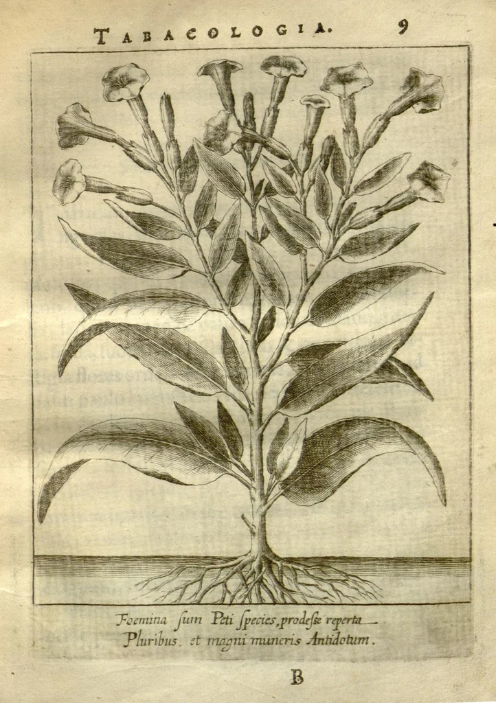 An illustration from Tabacologia ?hoc est Tabaci, seu nicotianae descriptio medico?cheirurgico?pharmaceutica, vel, ejus praeparatio et usus in omnibus ferme? corporis humani inco?modis /per Johannem Neandrum ..., 1626, leaf 48