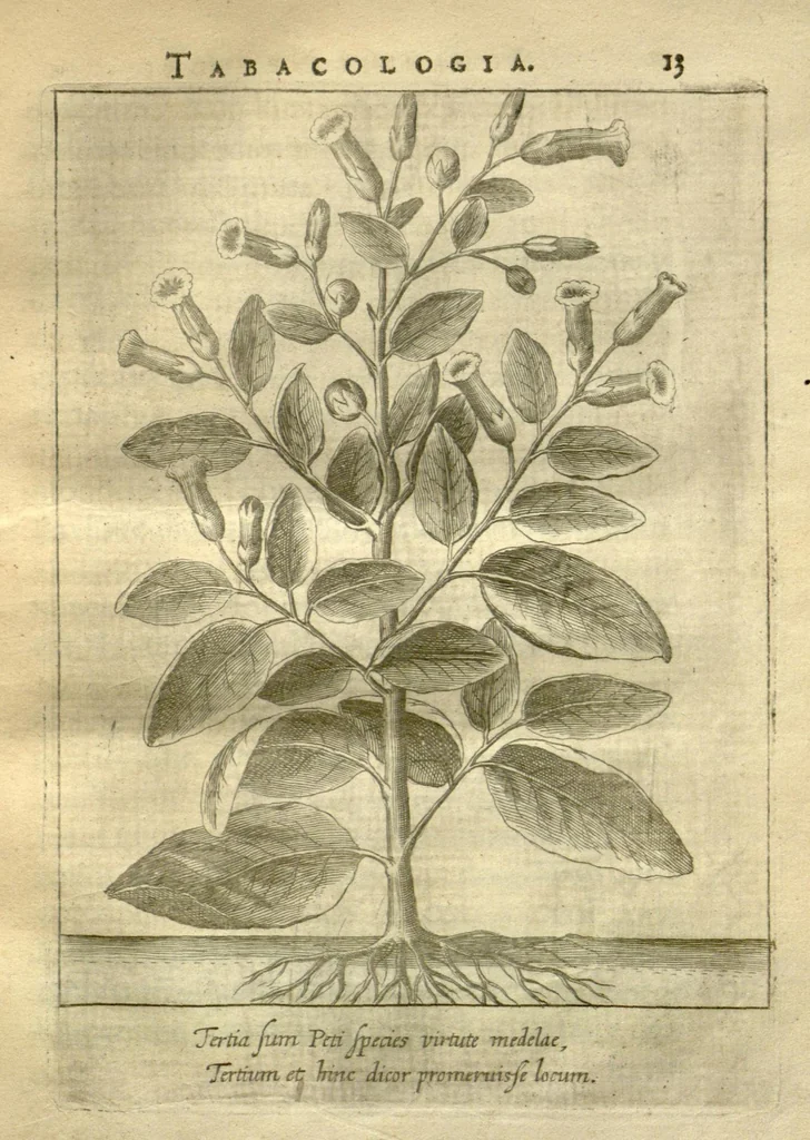 An illustration from Tabacologia ?hoc est Tabaci, seu nicotianae descriptio medico?cheirurgico?pharmaceutica, vel, ejus praeparatio et usus in omnibus ferme? corporis humani inco?modis /per Johannem Neandrum ..., 1626, leaf 52