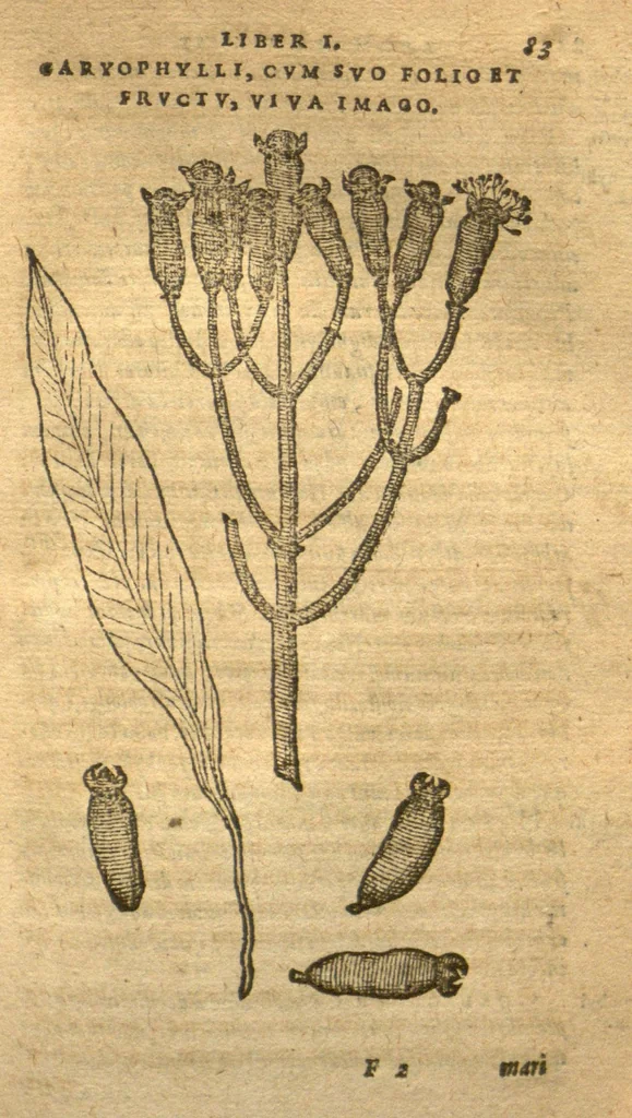 An illustration from Aromatvm, et simplicivm aliqvot medicamentorvm apvd Indos nascentivm historia?primu?m quidem Lusitanica lingua per dialogos /conscripta, a? D. Garc?ia ab Horto, proregis India medico; deinde Latino sermone in epitomen contracta, & iconibus ad viuum expressis, locupletioribuso annotatiunculis illustrata a? Carolo Clvsio Atrebate., 1593, leaf 83