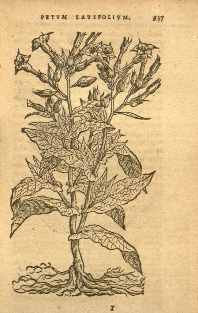An illustration from Christophori A Costa ... Aromaticum & medicamentorum in Orientali India nascentium liber ?plurimvm lucis adserens iis quae a? Doctore Garcia de Orta in hoc genere /scripta sunt? Caroli Clusii ..., 1593, leaf 111