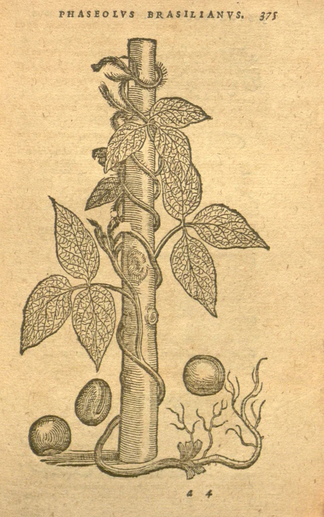 An illustration from Christophori A Costa ... Aromaticum & medicamentorum in Orientali India nascentium liber ?plurimvm lucis adserens iis quae a? Doctore Garcia de Orta in hoc genere /scripta sunt? Caroli Clusii ..., 1593, leaf 149