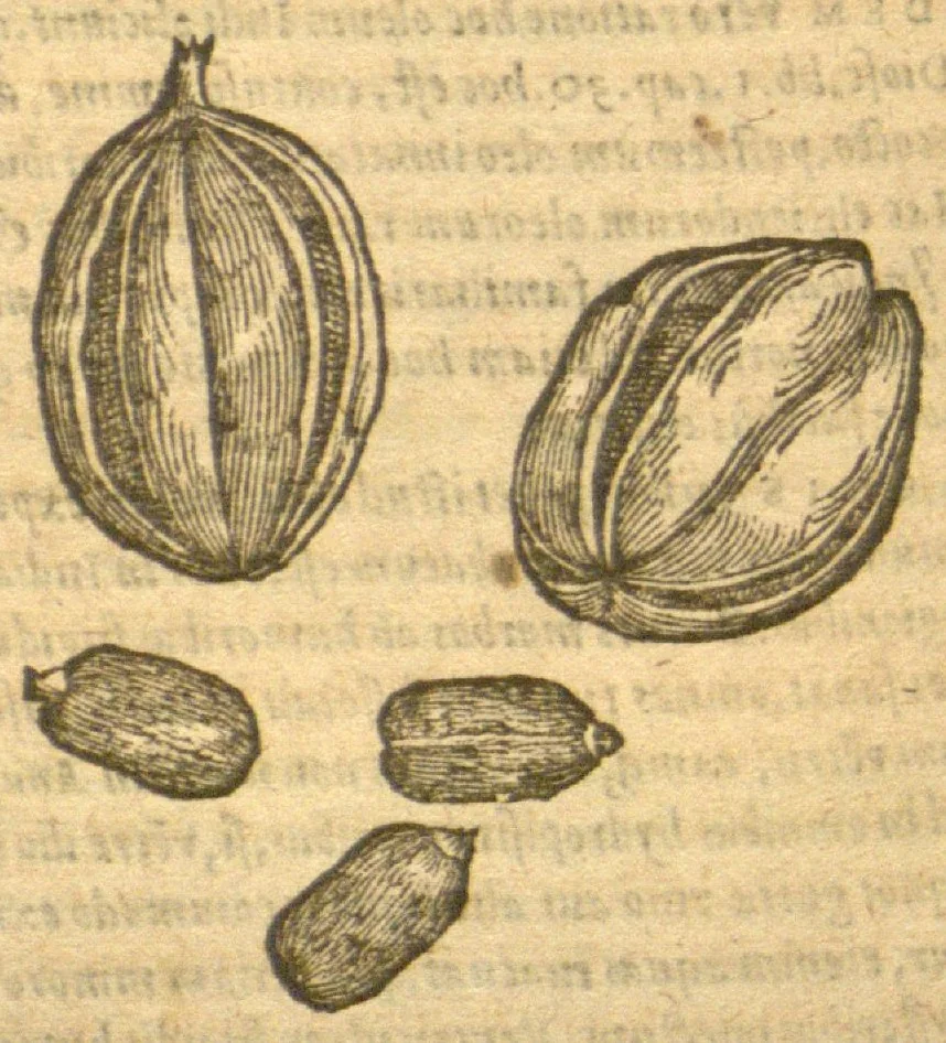 An illustration from Christophori A Costa ... Aromaticum & medicamentorum in Orientali India nascentium liber ?plurimvm lucis adserens iis quae a? Doctore Garcia de Orta in hoc genere /scripta sunt? Caroli Clusii ..., 1593, leaf 94