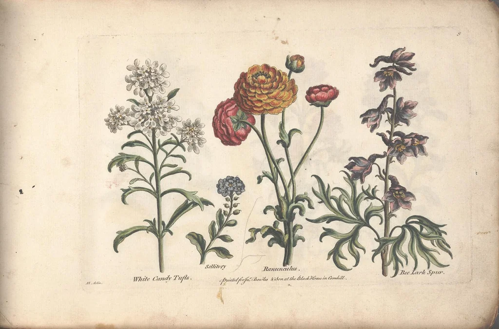 An illustration from The florist, or, An extensive and curious collection of flowers, for the imitation of young ladies, either in drawing or in needle?workby A. Heckle., 1757, leaf 11
