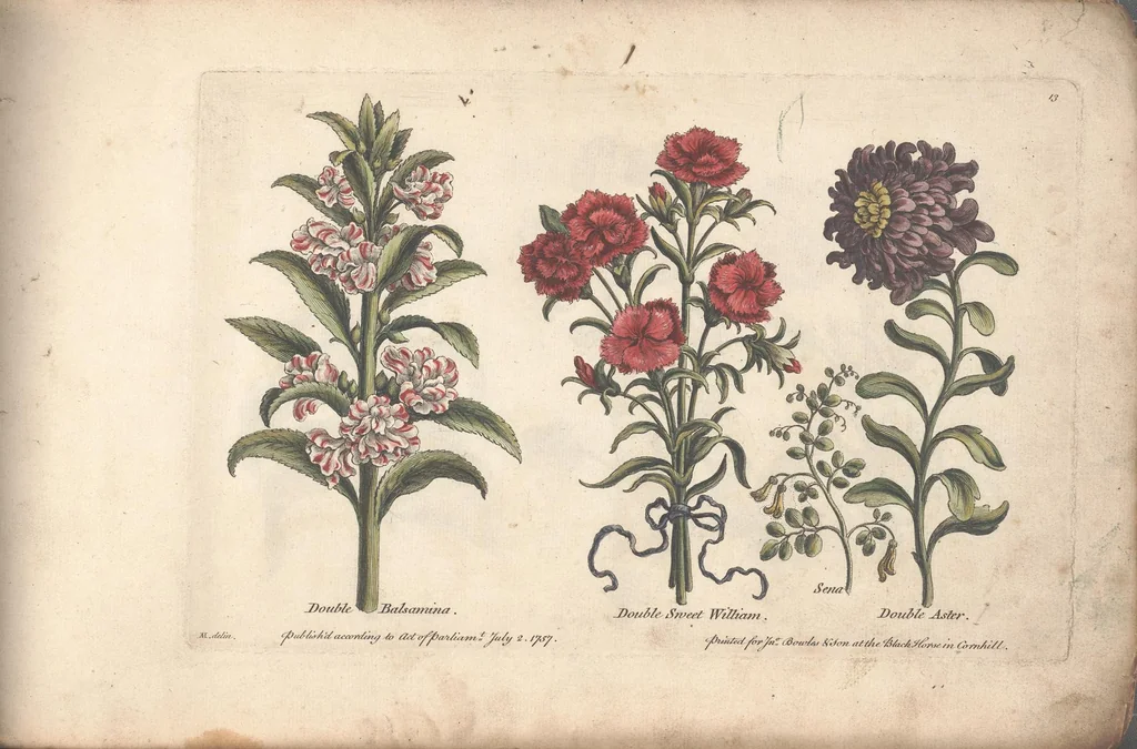 An illustration from The florist, or, An extensive and curious collection of flowers, for the imitation of young ladies, either in drawing or in needle?workby A. Heckle., 1757, leaf 12