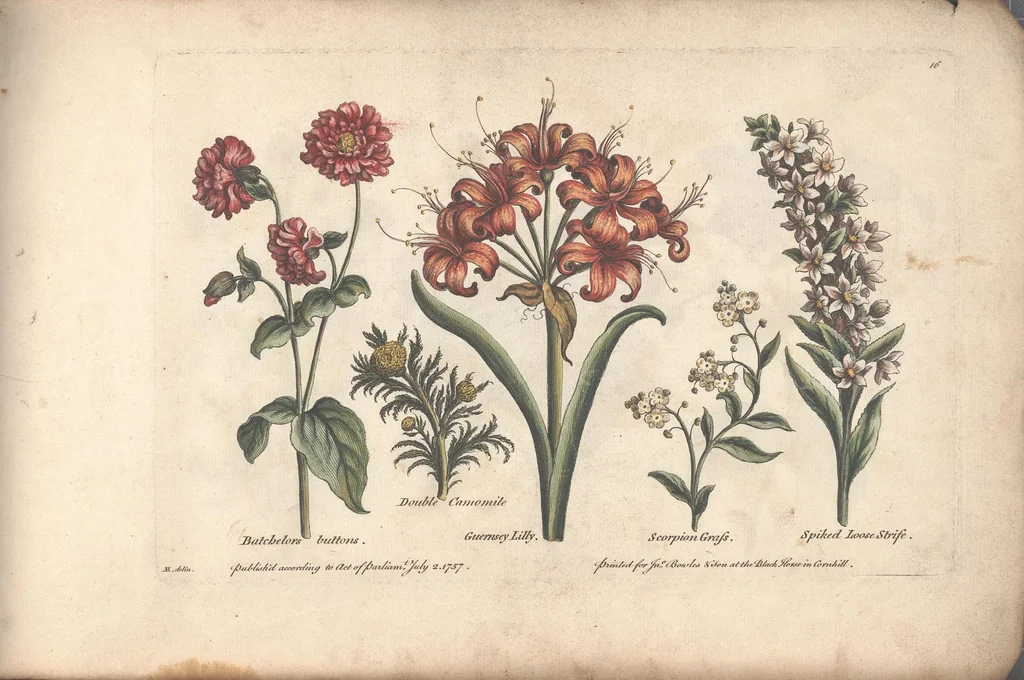 An illustration from The florist, or, An extensive and curious collection of flowers, for the imitation of young ladies, either in drawing or in needle?workby A. Heckle., 1757, leaf 15