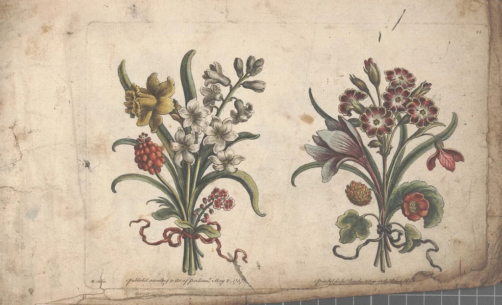 An illustration from The florist, or, An extensive and curious collection of flowers, for the imitation of young ladies, either in drawing or in needle?workby A. Heckle., 1757, leaf 20
