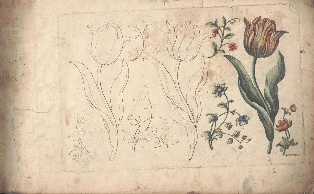 An illustration from The florist, or, An extensive and curious collection of flowers, for the imitation of young ladies, either in drawing or in needle?workby A. Heckle., 1757, leaf 4