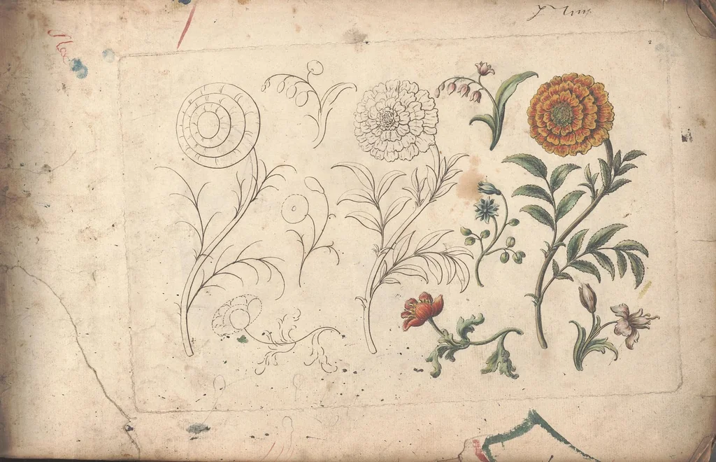 An illustration from The florist, or, An extensive and curious collection of flowers, for the imitation of young ladies, either in drawing or in needle?workby A. Heckle., 1757, leaf 5