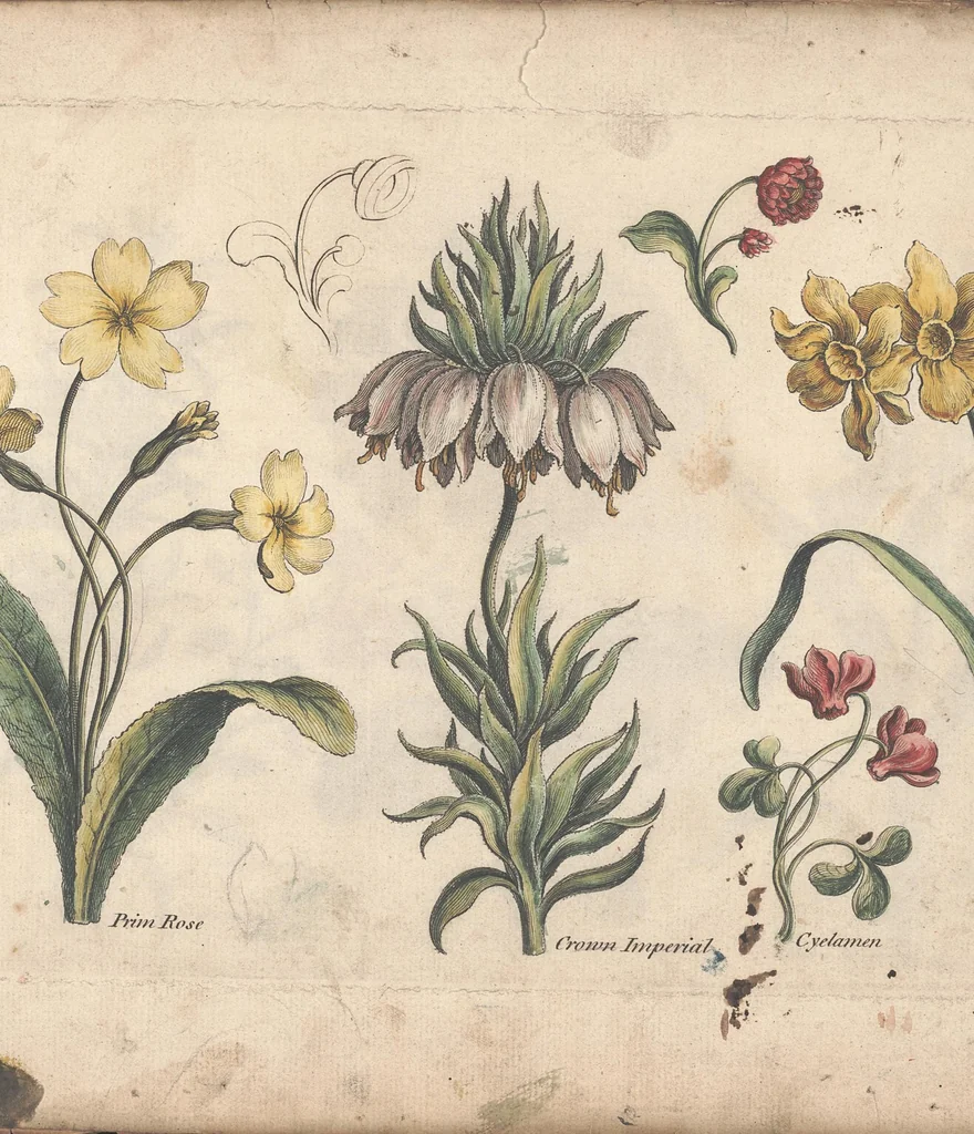 An illustration from The florist, or, An extensive and curious collection of flowers, for the imitation of young ladies, either in drawing or in needle?workby A. Heckle., 1757, leaf 6