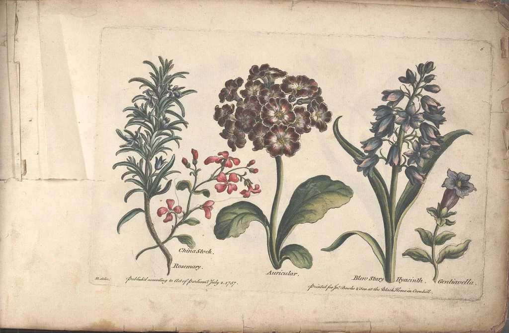 An illustration from The florist, or, An extensive and curious collection of flowers, for the imitation of young ladies, either in drawing or in needle?workby A. Heckle., 1757, leaf 7