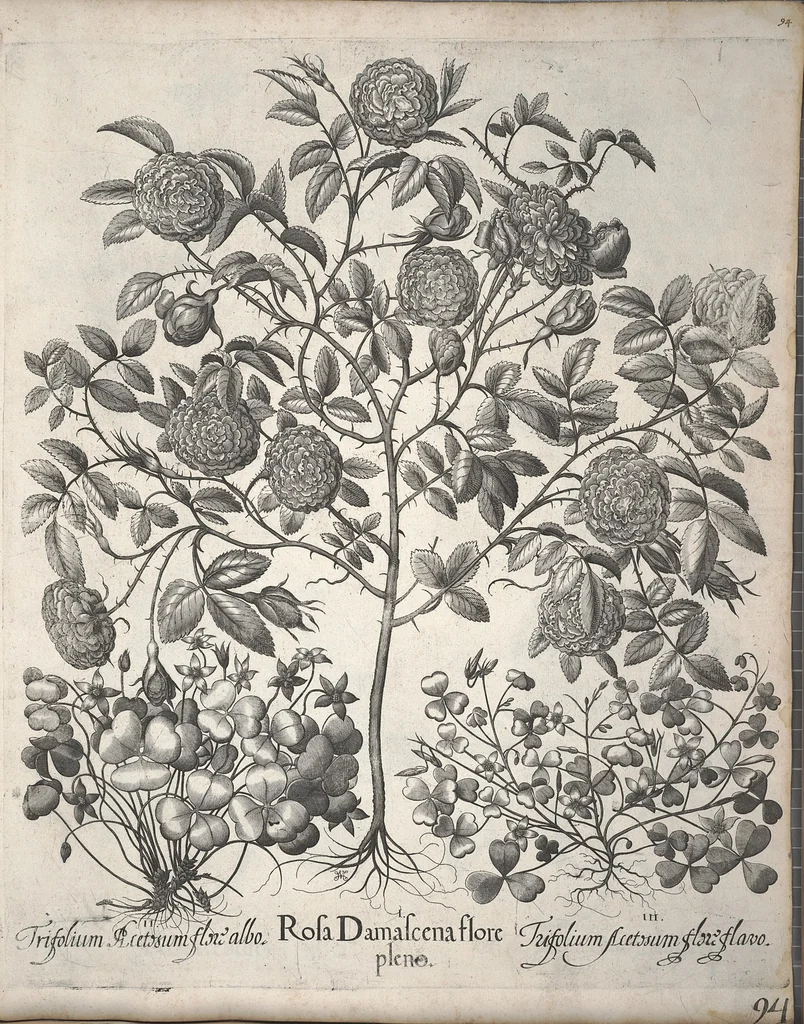 An illustration from Hortus Eystettensis, sive, Diligens et accurata omnium plantarum, florum, stirpium ?ex variis orbis terrae partibus, singulari studio collectarum, quae in celeberrimis viridariis arcem episcopalem ibidem cingentibus, olim conspiciebantur delineatio et ad vivum repraesentatio et advivum repraesentatio opera., 1640, leaf 105