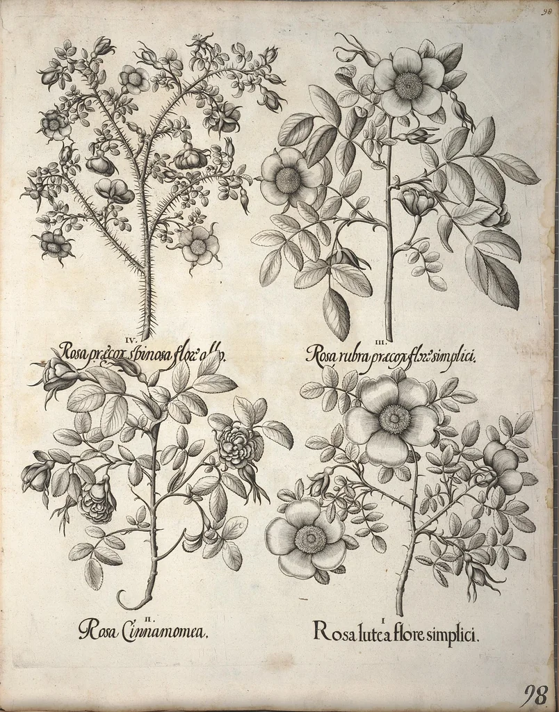 An illustration from Hortus Eystettensis, sive, Diligens et accurata omnium plantarum, florum, stirpium ?ex variis orbis terrae partibus, singulari studio collectarum, quae in celeberrimis viridariis arcem episcopalem ibidem cingentibus, olim conspiciebantur delineatio et ad vivum repraesentatio et advivum repraesentatio opera., 1640, leaf 109