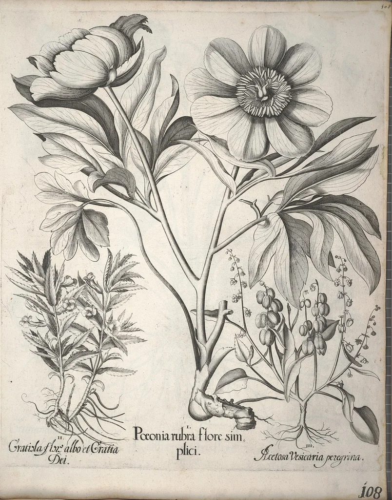 An illustration from Hortus Eystettensis, sive, Diligens et accurata omnium plantarum, florum, stirpium ?ex variis orbis terrae partibus, singulari studio collectarum, quae in celeberrimis viridariis arcem episcopalem ibidem cingentibus, olim conspiciebantur delineatio et ad vivum repraesentatio et advivum repraesentatio opera., 1640, leaf 119