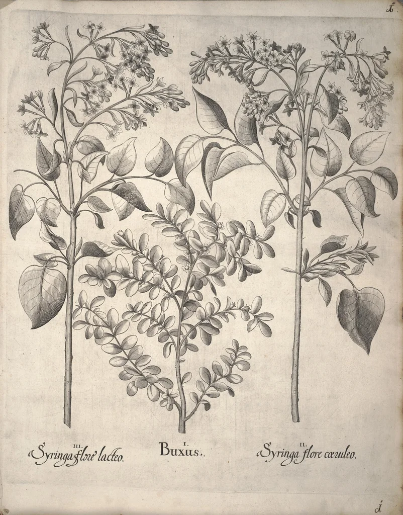 An illustration from Hortus Eystettensis, sive, Diligens et accurata omnium plantarum, florum, stirpium ?ex variis orbis terrae partibus, singulari studio collectarum, quae in celeberrimis viridariis arcem episcopalem ibidem cingentibus, olim conspiciebantur delineatio et ad vivum repraesentatio et advivum repraesentatio opera., 1640, leaf 12