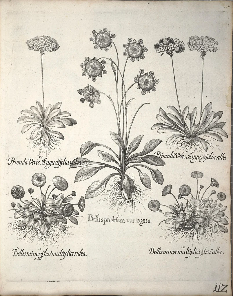 An illustration from Hortus Eystettensis, sive, Diligens et accurata omnium plantarum, florum, stirpium ?ex variis orbis terrae partibus, singulari studio collectarum, quae in celeberrimis viridariis arcem episcopalem ibidem cingentibus, olim conspiciebantur delineatio et ad vivum repraesentatio et advivum repraesentatio opera., 1640, leaf 123