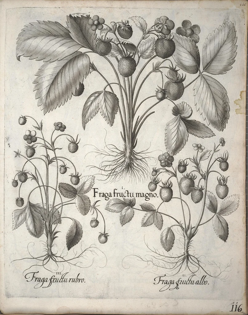 An illustration from Hortus Eystettensis, sive, Diligens et accurata omnium plantarum, florum, stirpium ?ex variis orbis terrae partibus, singulari studio collectarum, quae in celeberrimis viridariis arcem episcopalem ibidem cingentibus, olim conspiciebantur delineatio et ad vivum repraesentatio et advivum repraesentatio opera., 1640, leaf 127