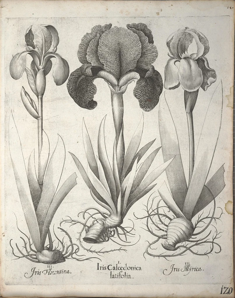An illustration from Hortus Eystettensis, sive, Diligens et accurata omnium plantarum, florum, stirpium ?ex variis orbis terrae partibus, singulari studio collectarum, quae in celeberrimis viridariis arcem episcopalem ibidem cingentibus, olim conspiciebantur delineatio et ad vivum repraesentatio et advivum repraesentatio opera., 1640, leaf 131