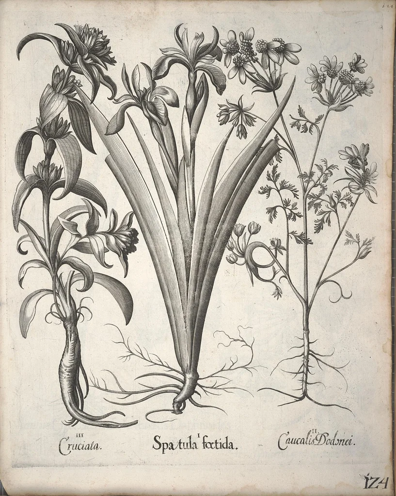 An illustration from Hortus Eystettensis, sive, Diligens et accurata omnium plantarum, florum, stirpium ?ex variis orbis terrae partibus, singulari studio collectarum, quae in celeberrimis viridariis arcem episcopalem ibidem cingentibus, olim conspiciebantur delineatio et ad vivum repraesentatio et advivum repraesentatio opera., 1640, leaf 135