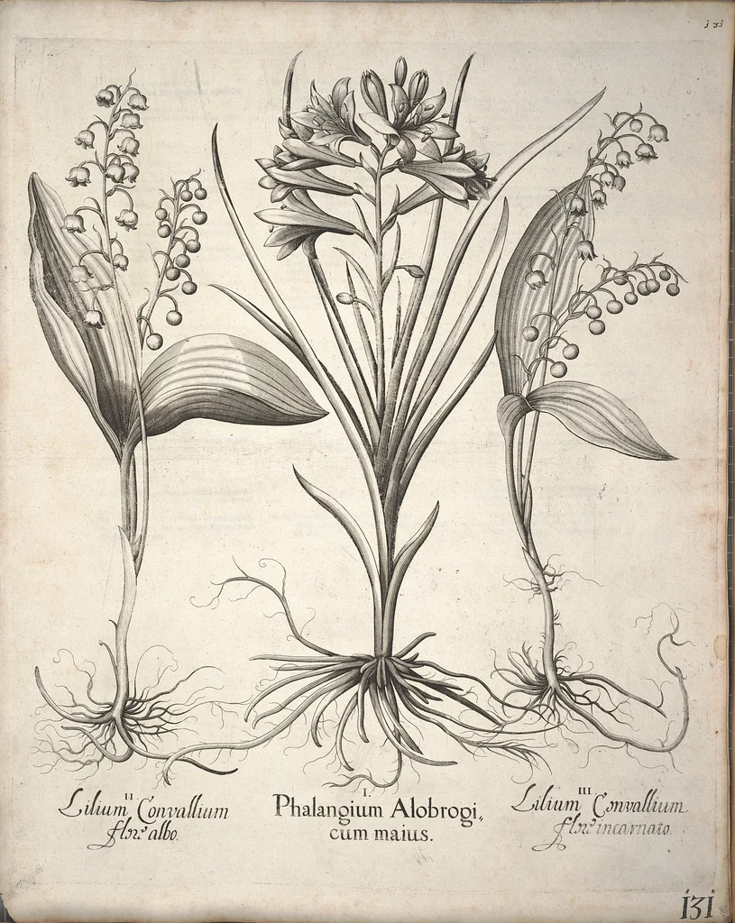 An illustration from Hortus Eystettensis, sive, Diligens et accurata omnium plantarum, florum, stirpium ?ex variis orbis terrae partibus, singulari studio collectarum, quae in celeberrimis viridariis arcem episcopalem ibidem cingentibus, olim conspiciebantur delineatio et ad vivum repraesentatio et advivum repraesentatio opera., 1640, leaf 142
