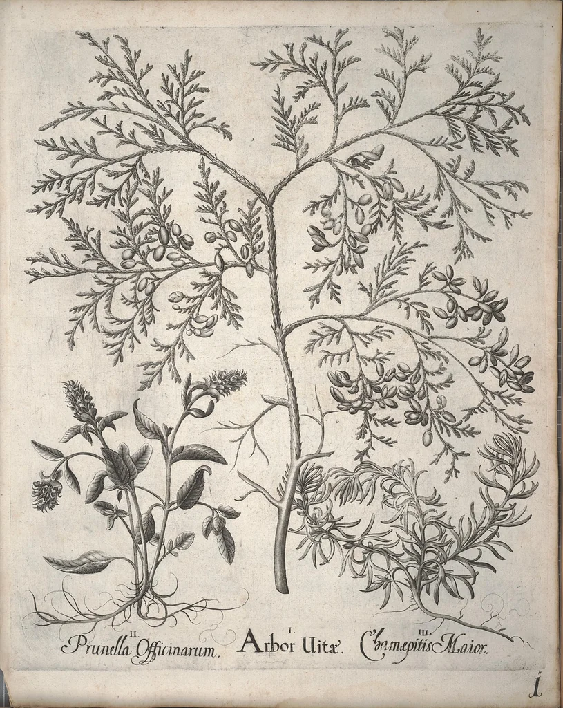 An illustration from Hortus Eystettensis, sive, Diligens et accurata omnium plantarum, florum, stirpium ?ex variis orbis terrae partibus, singulari studio collectarum, quae in celeberrimis viridariis arcem episcopalem ibidem cingentibus, olim conspiciebantur delineatio et ad vivum repraesentatio et advivum repraesentatio opera., 1640, leaf 153