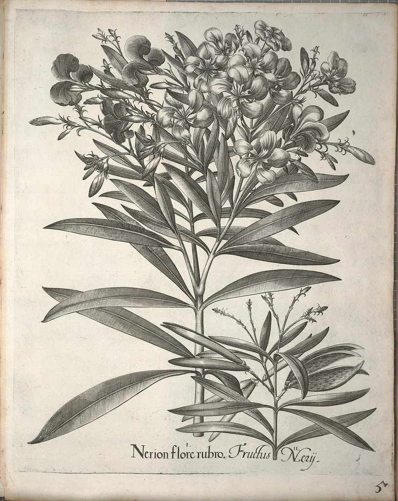An illustration from Hortus Eystettensis, sive, Diligens et accurata omnium plantarum, florum, stirpium ?ex variis orbis terrae partibus, singulari studio collectarum, quae in celeberrimis viridariis arcem episcopalem ibidem cingentibus, olim conspiciebantur delineatio et ad vivum repraesentatio et advivum repraesentatio opera., 1640, leaf 157