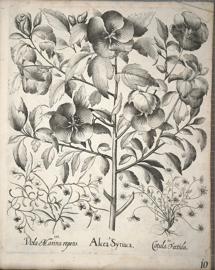 An illustration from Hortus Eystettensis, sive, Diligens et accurata omnium plantarum, florum, stirpium ?ex variis orbis terrae partibus, singulari studio collectarum, quae in celeberrimis viridariis arcem episcopalem ibidem cingentibus, olim conspiciebantur delineatio et ad vivum repraesentatio et advivum repraesentatio opera., 1640, leaf 162